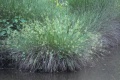 Juncus effusus stmacrinacoop.jpeg