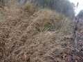 Muhlenbergia mexicana.jpg