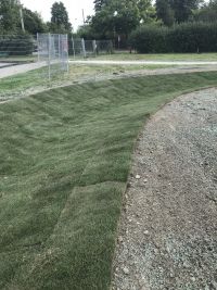 Natural lawn grass installed to stabilize the contributing drainage area at the Glendale P.S. rain garden in Brampton, Ontario.