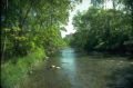 Riparian veg stream.jpg